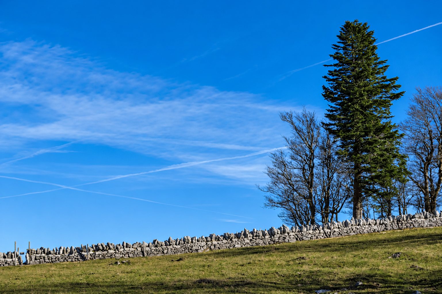Un muret en pierres sèches longe une prairie, avec un grand sapin et des arbres nus sous un ciel bleu rayé de traînées blanches.